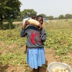 Süßkartoffel-Ernte in unserem Schulgarten